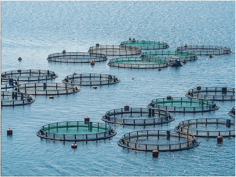 Analyzing Ecological Urbanism and Ecosystem Dialectic. image shows fish farming development ecosystem friendly in Nepal.