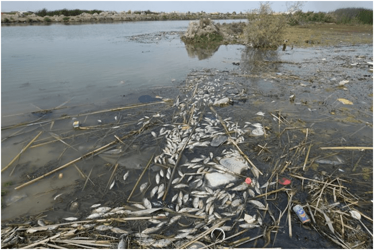 environmental governance impact on urban form. Image shows death of plants and species in marshes in Iraq.